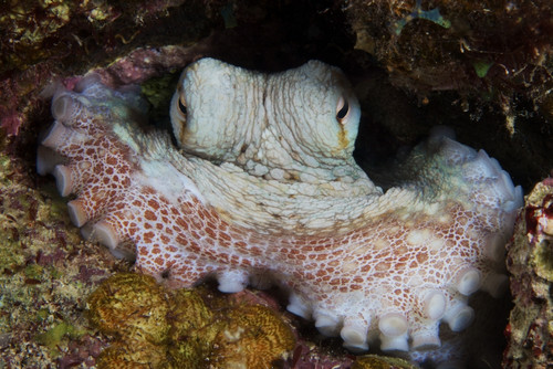 Caribbean Reef Octopus guards its lair, Bonaire, Caribbean Netherlands Poster Print - Item # VARPSTTMO400062U