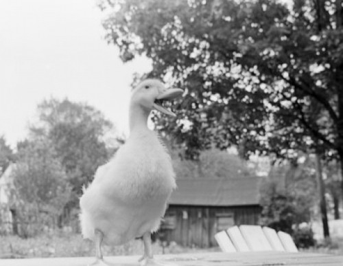 Duck quacking Poster Print - Item # VARSAL255419519