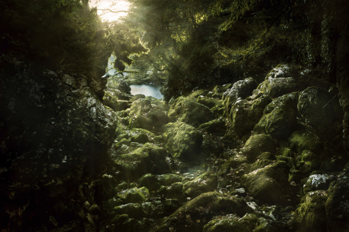 Aged boulders covered with moss in a misty forest at sunset, Ritsa Nature Reserve, Abkhazia Poster Print - Item # VARPSTEVK200167S