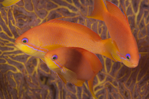 Scalefin anthias fish Beqa Lagoon, Fiji Poster Print - Item # VARPSTTMO400418U