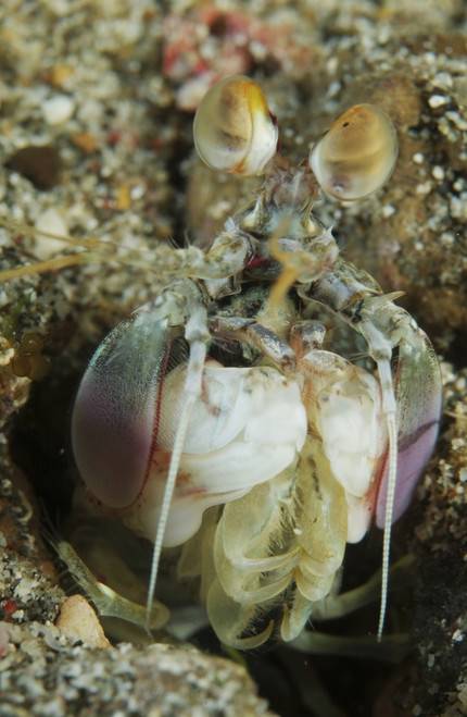 Mantis shrimp sticking head out of its lair, Lembeh Strait, North Sulawesi, Indonesia Poster Print - Item # VARPSTMME400231U