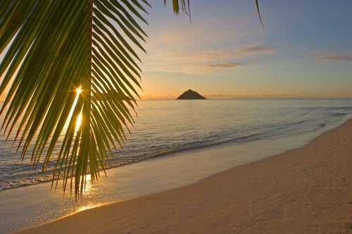 Hawaii, Oahu, Mokulua Islands, Golden Sunrise At Lanikai Beach, Palm Branch PosterPrint - Item # VARDPI1996337