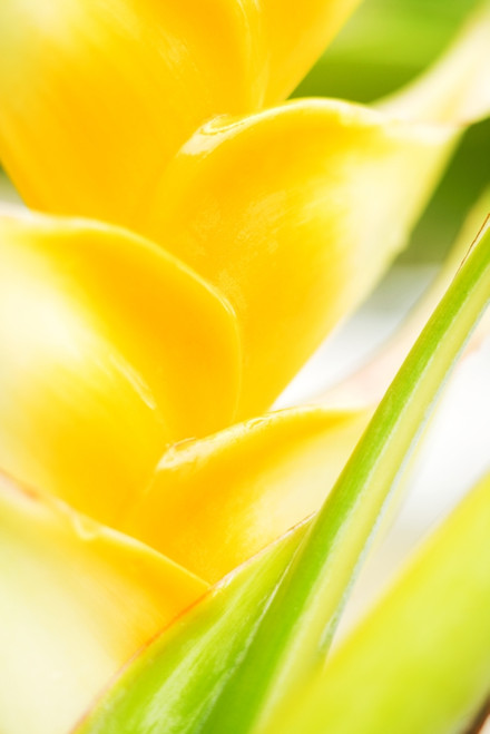 Hawaii, Oahu, Close-Up Of Heliconia Plant. PosterPrint - Item # VARDPI1975761