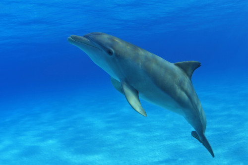 Caribbean, Bahamas, Bahama Bank, Atlantic Bottlenose Dolphin, Tursiops Truncatus PosterPrint - Item # VARDPI1990256 Caribbean, Bahamas, Bahama Bank, Atlantic Bottlenose Dolphin, Tursiops Truncatus PosterPrint - Item # VARDPI1990256