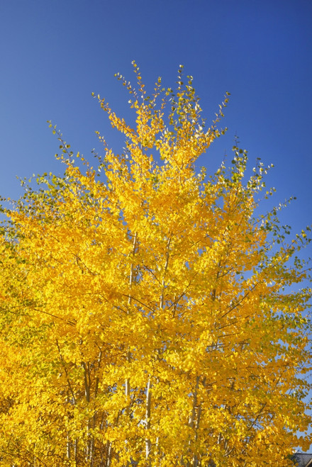 Tree With Golden Foliage In Autumn; Oregon, United States of America PosterPrint - Item # VARDPI2069330