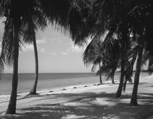 USA  Miami  Crandon Park on Key Biscane Poster Print - Item # VARSAL255418508