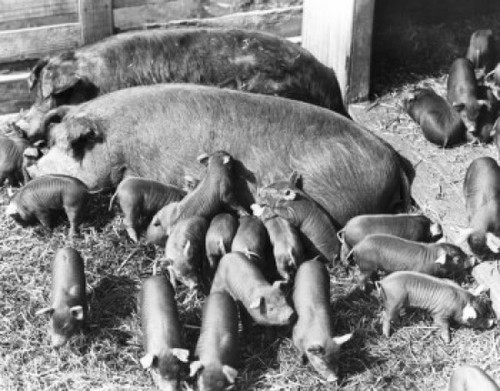 High angle view of pigs and piglets Poster Print
