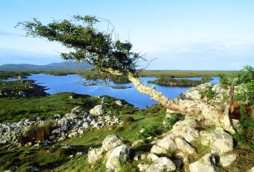 Roundstone, Connemara, County Galway, Ireland; Tree On A Bog PosterPrint - Item # VARDPI1808068