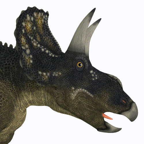 Nedoceratops portrait. Nedoceratops is a herbivorous ceratopsian dinosaur that lived in the Cretaceous Period of Wyoming, North America Poster Print - Item # VARPSTCFR200573P