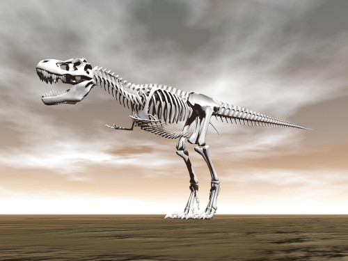 Tyrannosaurus rex skeleton Poster Print - Item # VARPSTEDV600102P