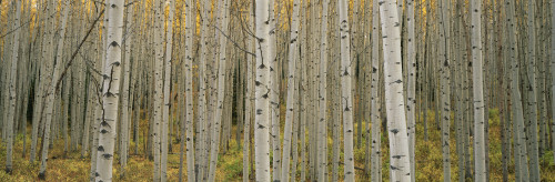 Aspen Grove In Fall, Kebler Pass, Colorado PosterPrint - Item # VARDPI2016651