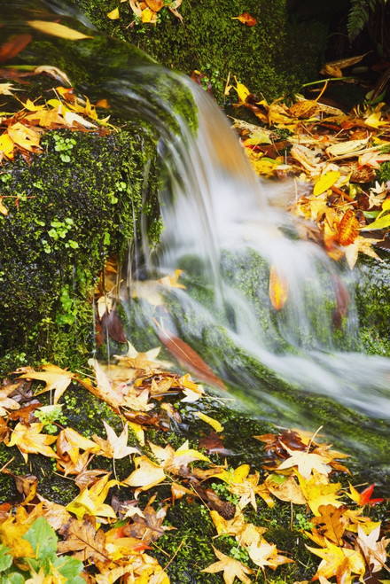 Leaves In Autumn Colours At Crystal Springs Gardens; Portland, Oregon, United States of America PosterPrint - Item # VARDPI2088615