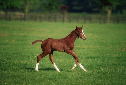 Thoroughbred Mare, National Stud, Kildare Town, Ireland PosterPrint