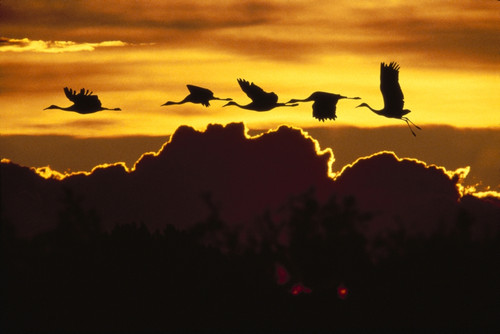 Alaska, Sandhill Crane (Grus Canadensis) Flying Above Clouds In Golden Sunset Sky PosterPrint - Item # VARDPI2002576