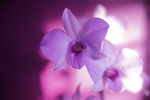 Hawaii, Kauai, White Orchid With Pink Lighting. PosterPrint - Item # VARDPI1974075