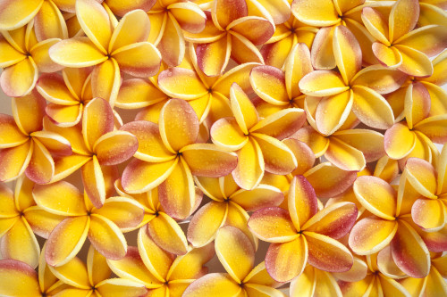 Close-Up Of A Bed Of Yellow Plumeria Flowers, Pink Tips, Water Drops PosterPrint - Item # VARDPI2002481