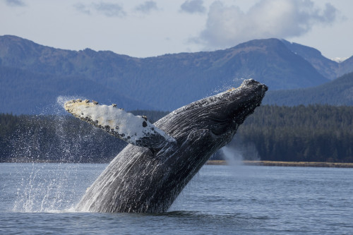 A Humpback Whale Breaches As It Leaps From The Calm Waters Of Stephens Passage Near Tracy Arm In Alaska's Inside Passage. Admiralty Island's Forested Shoreline Beyond, Tongass Forest. PosterPrint - Item # VARDPI2332253