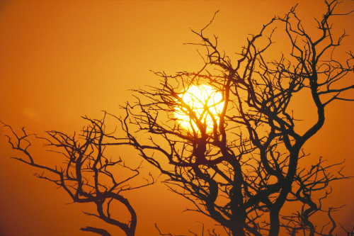 Hawaii, Branches Of Keawe Tree Silhouetted Against Sunset PosterPrint - Item # VARDPI2002593