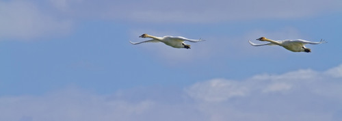 Swans In Flight, Yukon. PosterPrint - Item # VARDPI2036313