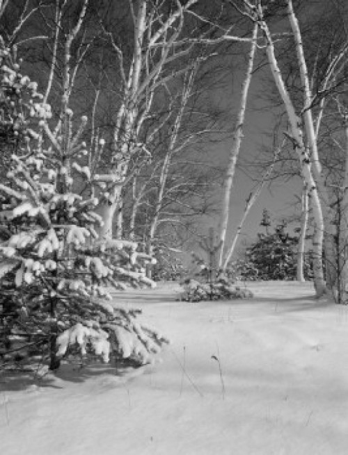 USA  New Hampshire  Shelburne  birches and pines with fresh snow Poster Print - Item # VARSAL255424025