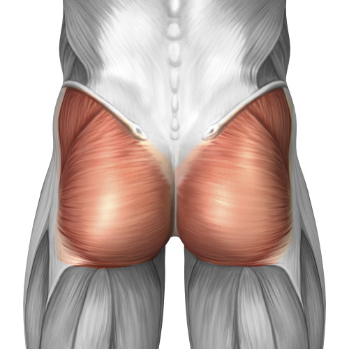 Close-up view of human gluteal muscles Poster Print - Item # VARPSTSTK700142H