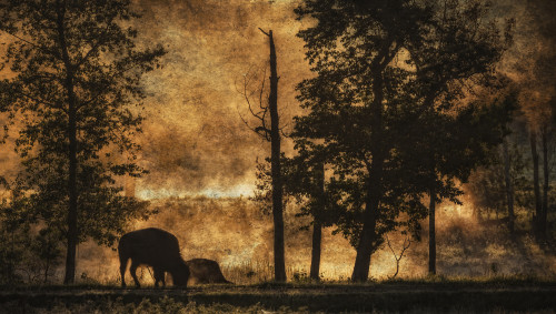 Bison (Bison bison athabascae) grazing, Elk Island National Park; Alberta, Canada PosterPrint - Item # VARDPI12290229