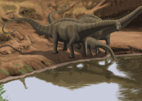 Apatosaurus dinosaurs drinking water at the edge of a lake Poster Print - Item # VARPSTMDE100003P