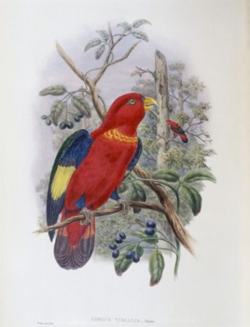 Blue-thighed Lory John Gould Poster Print