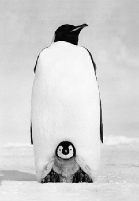 Emperor Penguin with its chick on snow Poster Print - Item # VARSAL9901405