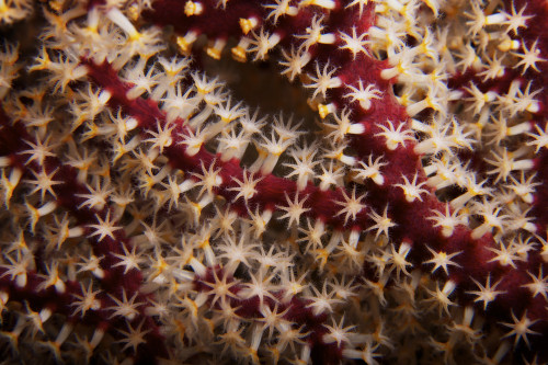 Detailed close-up view of soft coral polyps, Fiji Poster Print - Item # VARPSTTMO400257U