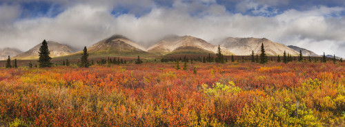 Scenic panorama of fog lifting on the Alaska Range, Denali National Park, Interior Alaska, Autumn PosterPrint - Item # VARDPI12291311