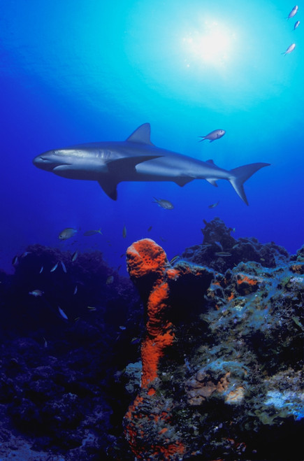 Caribbean Reef Shark PosterPrint