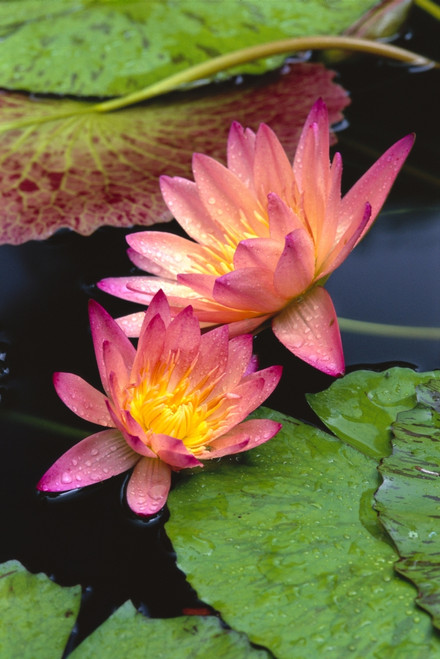Close-Up Of Two Pink Water Lily Flowers, Lily Pads PosterPrint - Item # VARDPI2002535