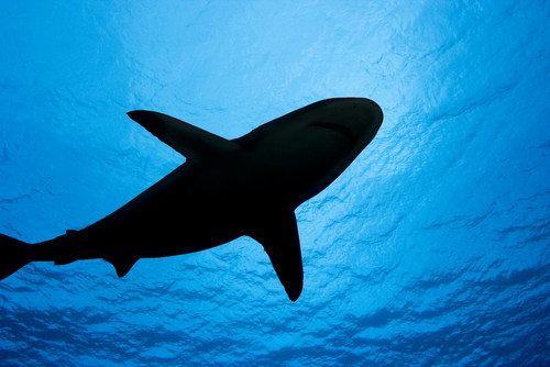 Micronesia, Yap, Silhouette Of A Grey Reef Shark (Carcharhinus Amblyrhynchos). PosterPrint - Item # VARDPI1977265