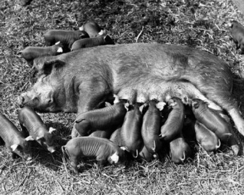 High angle view of a female pig feeding its piglets Poster Print - Item # VARSAL25530745
