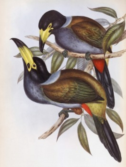 Hooded Hill Toucan John Gould Poster Print - Item # VARSAL900140739