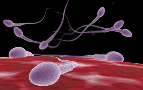 Conceptual image of fertilization Poster Print - Item # VARPSTSTK700745H