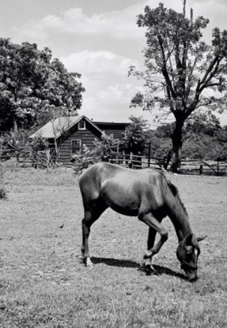 Horse grazing in a field Poster Print