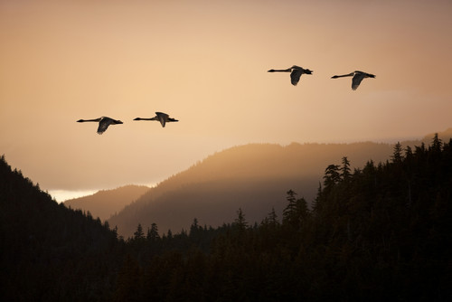 Composite: Trumpeter Swans In Flight At Sunset Over The Tongass National Forest, Inside Passage, Southeast Alaska, Spring PosterPrint - Item # VARDPI2102788