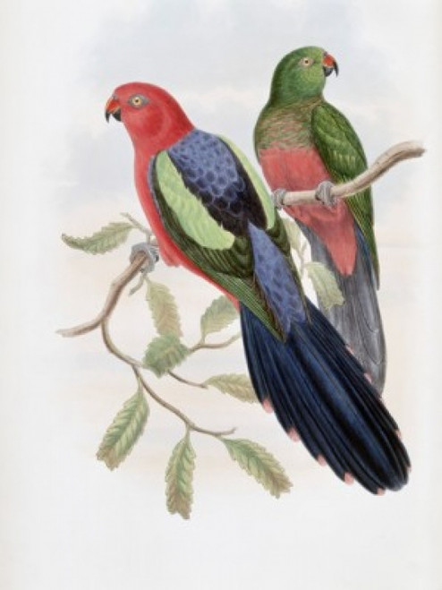 Yellow-winged King Parrot John Gould Poster Print - Item # VARSAL900140780