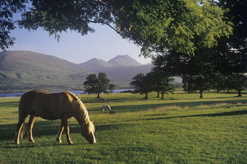 Horse Grazing On A Landscape, Killarney, County Kerry, Republic Of Ireland PosterPrint - Item # VARDPI1798424
