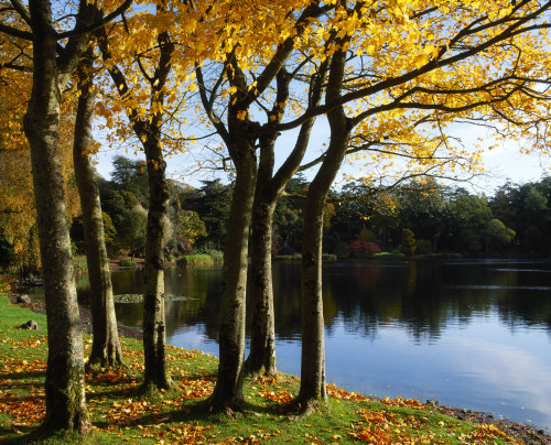 Lake And Trees, Mount Stewart, Co Down, Ireland PosterPrint - Item # VARDPI1816509