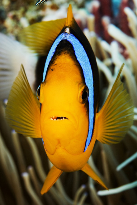 Micronesia, Yap, Clark's Anemonefish (Amphiprion Clarkii). PosterPrint - Item # VARDPI1976160