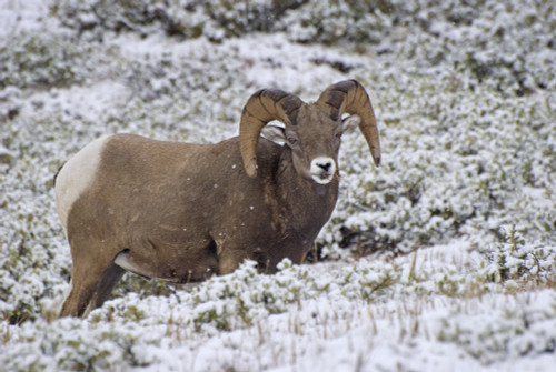 Jasper National Park, Alberta, Canada; Bighorn Sheep (Ovis Canadensis) PosterPrint - Item # VARDPI1837058