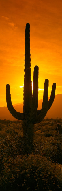 Saguaro Cactus en un desierto Después de la Tormenta de nieve Tucson  Arizona EE. UU. Poster Print (36 x 12)