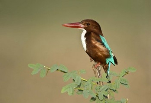 White-Throated kingfisher (Halcyon smyrnensis) perching on a tree  Keoladeo National Park  Rajasthan  India Poster Print by Panoramic Images (16 x 11) - Item # PPI125730