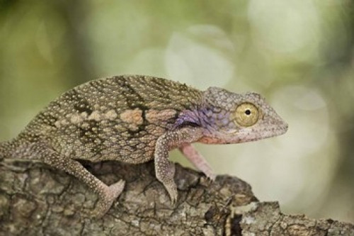 Close-up of a chameleon on a branch  Madagascar Poster Print by Panoramic Images (16 x 11) - Item # PPI139658
