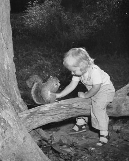 High angle view of a girl sitting on a branch and feeding a squirrel Poster Print - Item # VARSAL255249