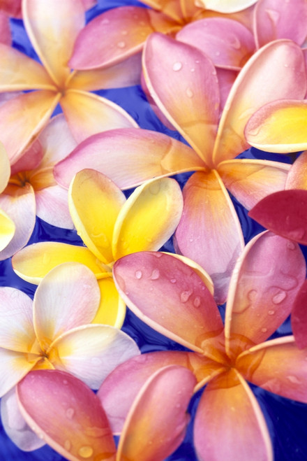 Close-Up Of Yellow And Pink Plumeria Flowers, Water Drops, Blue Background PosterPrint - Item # VARDPI2002490