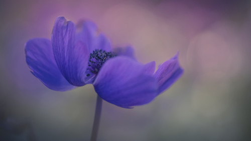 Delicate purple flower in bloom; Jerusalem, Israel PosterPrint - Item # VARDPI12275798